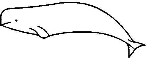 beluga zoogdier