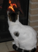 Smokey is dol op de open haard